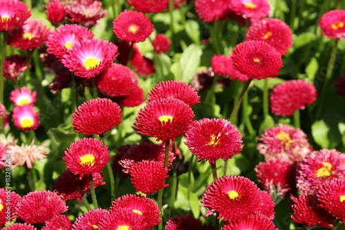 Fototapeta Naklejka Na Ścianę i Meble -  Red 