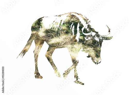 Silhouette of Blue wildebeest - Connochaetes taurinus