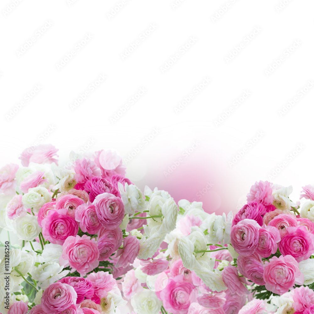 Pink and white ranunculus flowers - obrazy, fototapety, plakaty 