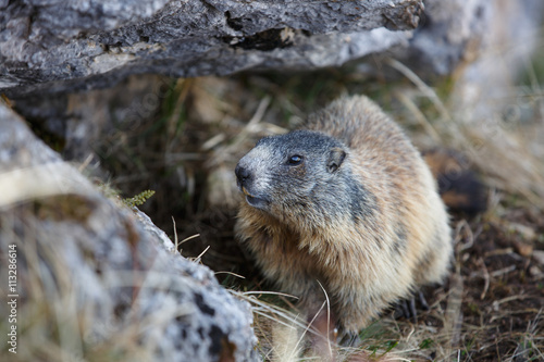 Marmot, hidden in his den under a rock