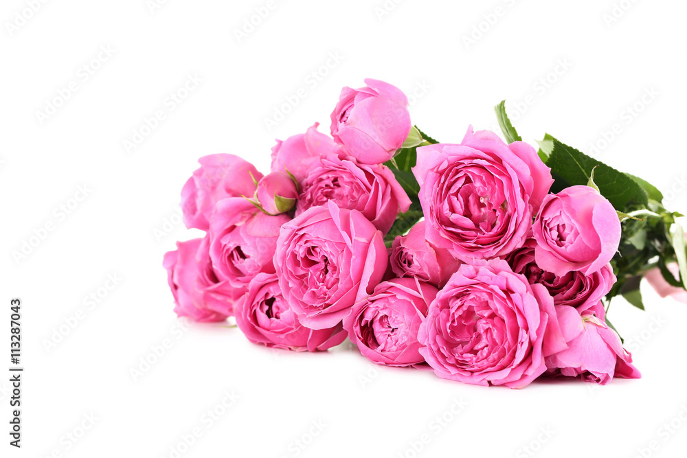 Beautiful pink roses isolated on a white Beautiful pink roses isolated on a white
