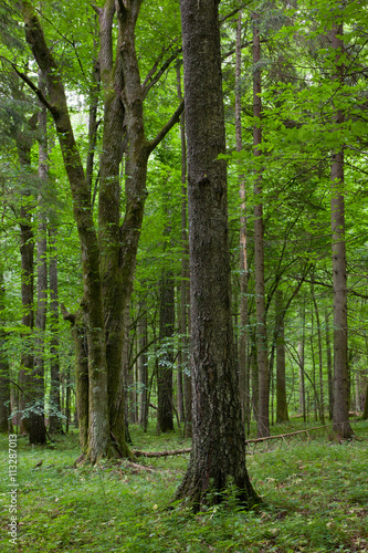 Old birch tree in foreground and bunch of oak © Aleksander Bolbot