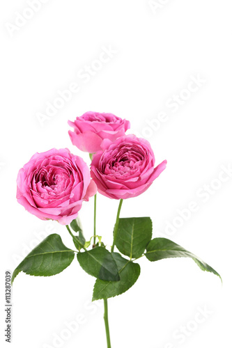 Beautiful pink roses isolated on a white