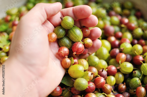 Handful of a fresh-gathered ripe gooseberry