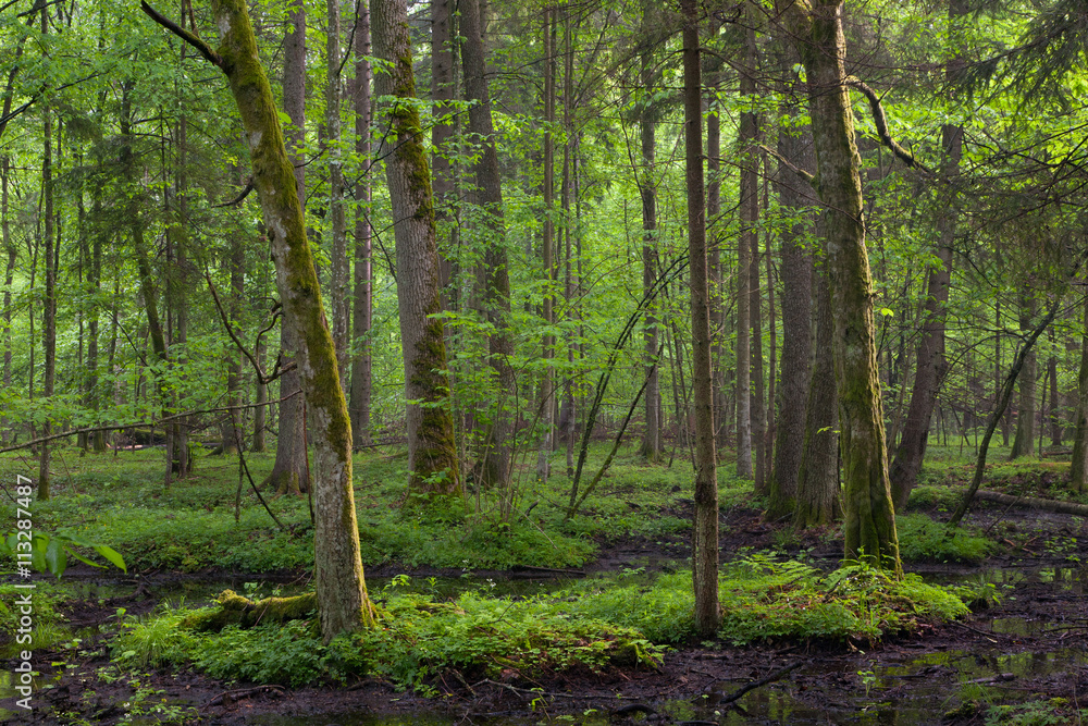 Springtime sunrise in wet deciduous stand Springtime sunrise in wet deciduous stand