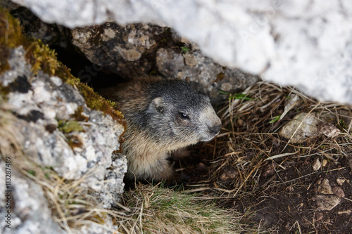 Obraz na płótnie Marmot, hidden in his den under a rock w salonie