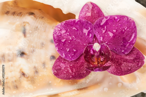 Fototapeta Naklejka Na Ścianę i Meble -  Flower orchids