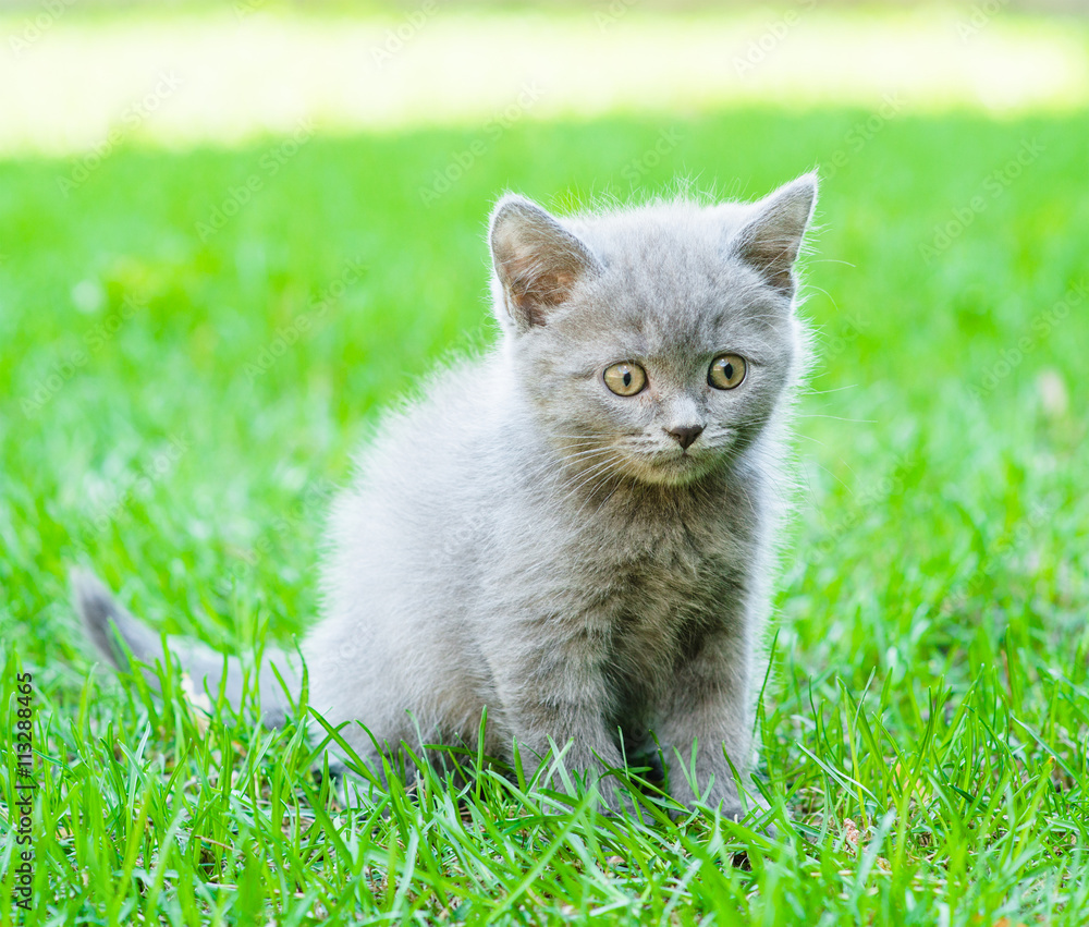 small kitten sitting on green grass