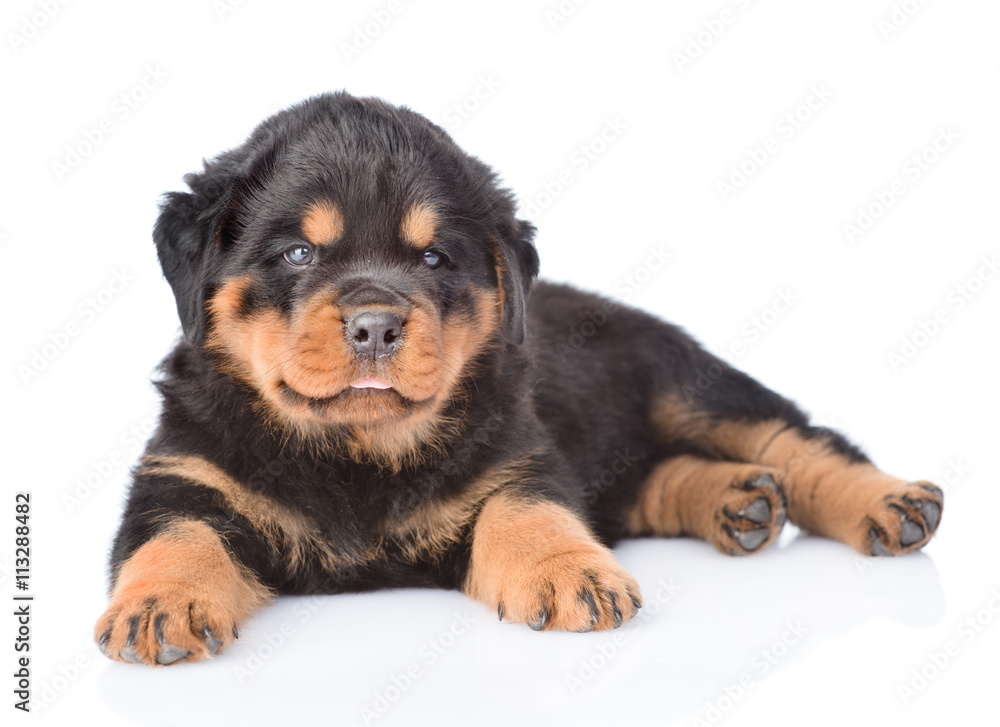 Small rottweiler puppy looking at camera. Isolated on white back