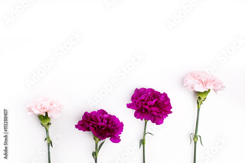 Pink and purple gillyflowers on white background