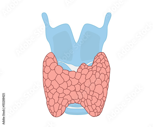 Thyroid gland with thyroid cartilage and trachea illustration