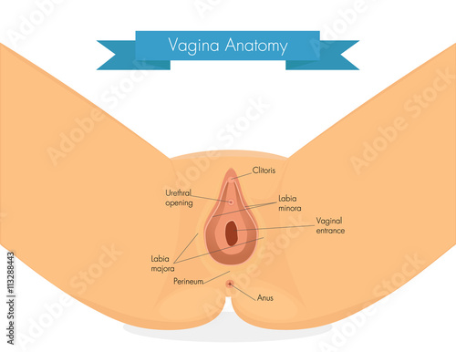 Vagina anatomy. Clean illustration of vulva. photo