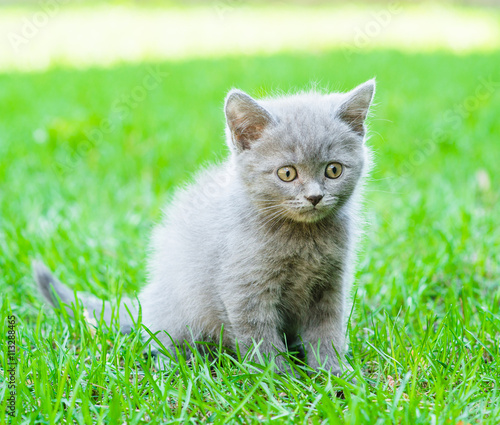 small kitten sitting on green grass