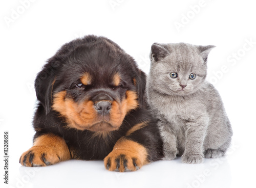 portrait of a scottish kitten and rottweiler puppy. Isolated 