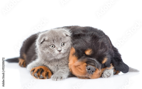 Fototapeta Naklejka Na Ścianę i Meble -  Sleeping rottweiler puppy hugging newborn kitten. Isolated on white