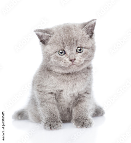 Scottish kitten looking at camera. isolated on white background