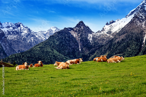 Herd of cows graze in a pasture in the Alps. © gkrphoto
