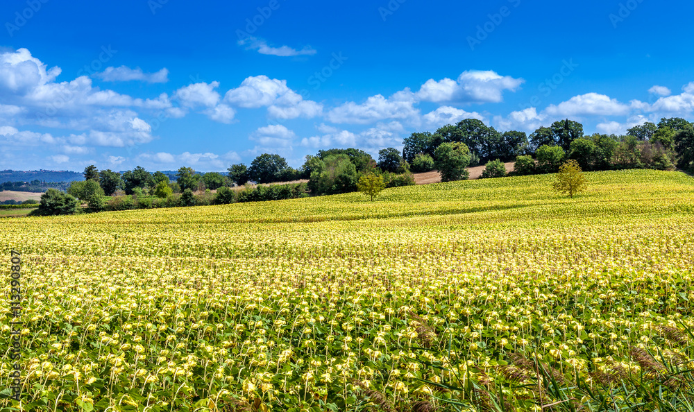 Field of beautiful blooming sunflowers. Rural landscapes of Tuscany.