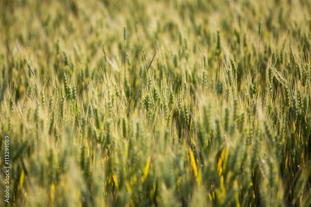 Obraz premium Wheat field in summer