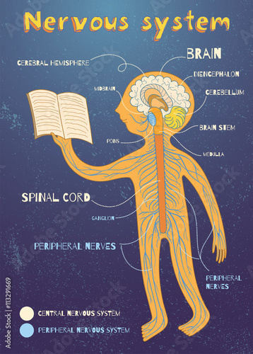 vector cartoon illustration of human nervous system for kids