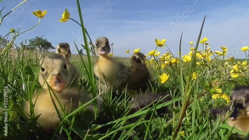 Laufenten Küken auf der Wiese zwischen Blüten photo