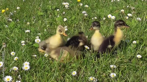 Laufenten Küken auf der Wiese zwischen Blüten photo