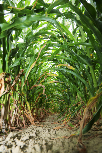 In the center of maize field.