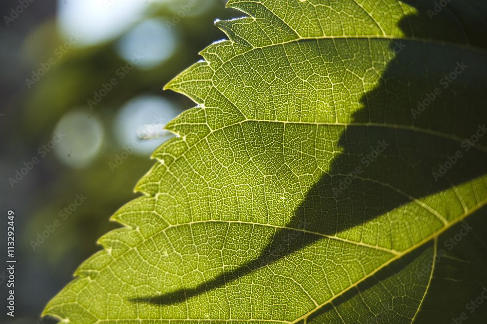 Wallpaper Macro texture green leaf on blur background Wallpaper Macro texture green leaf on blur background
