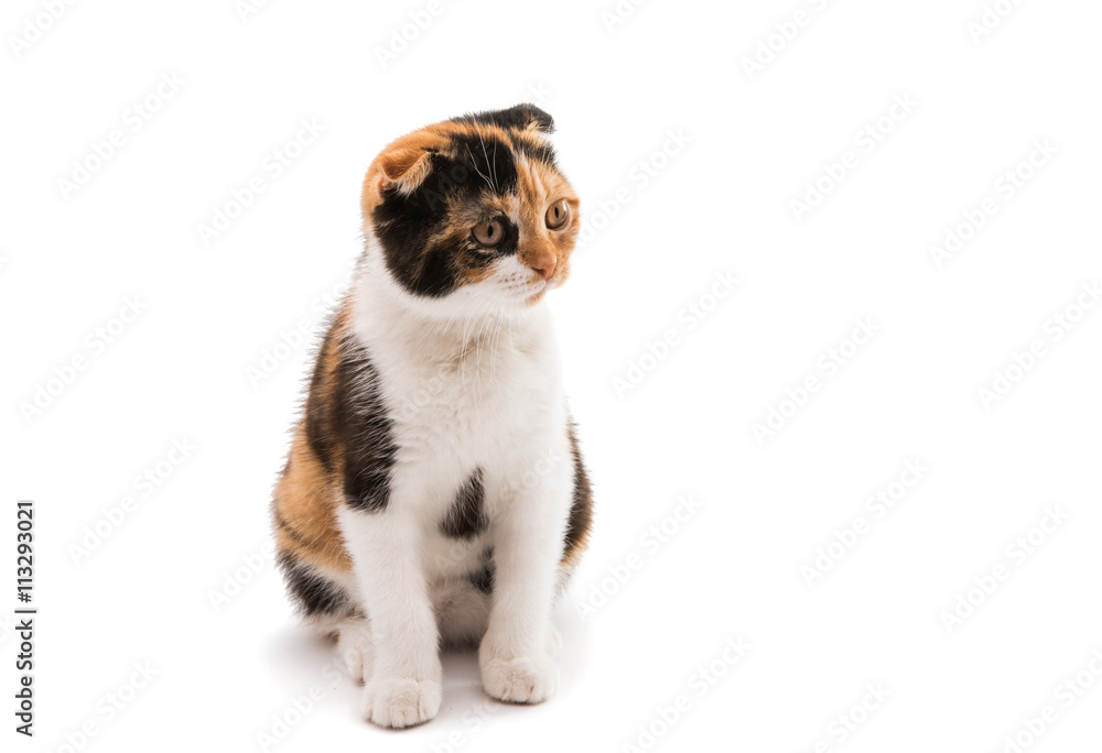Scottish cat Scottish cat