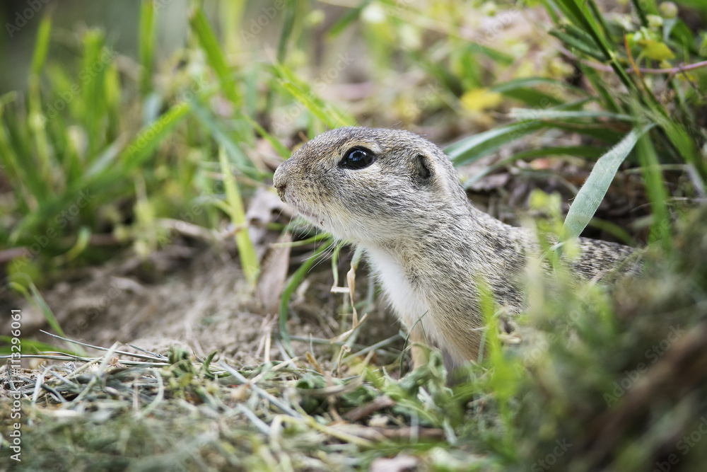 Fototapeta premium European Ground Squirrel