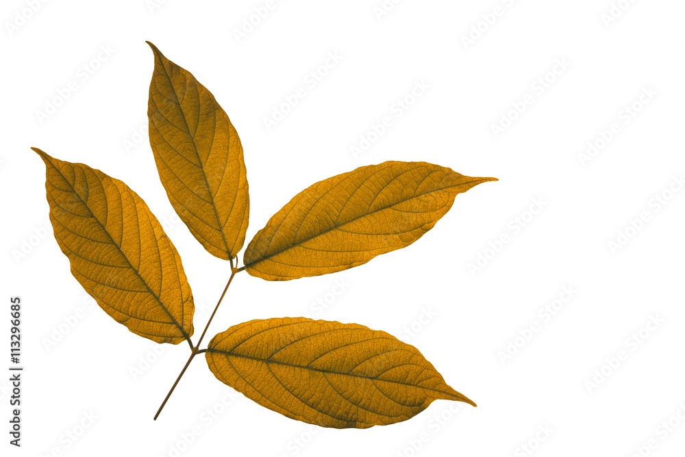 Brown leaves isolated on white background. Clipping path Brown leaves isolated on white background. Clipping path