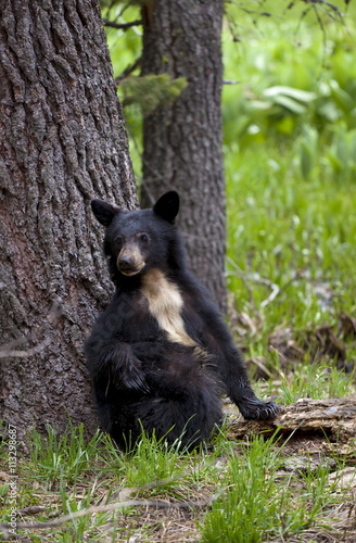 Small American black bear (Ursus americanus) with rare white chest markings, on the Big Trees trail, Round Meadow, Sequoia National Park, Sierra Nevada, California photo