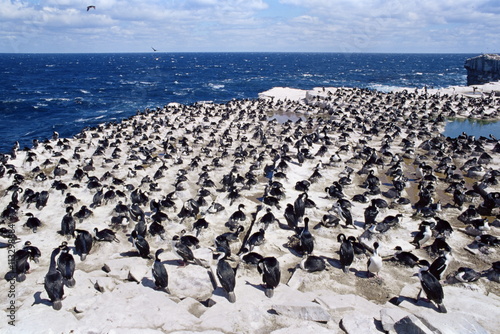 Imperial (king) shags (Phalacrocorax atriceps albiventer), Sea Lion Island, Falkland Islands, South Atlantic