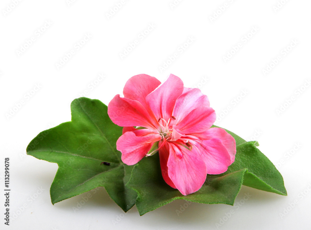 Geranium Pelargonium Flowers Geranium Pelargonium Flowers