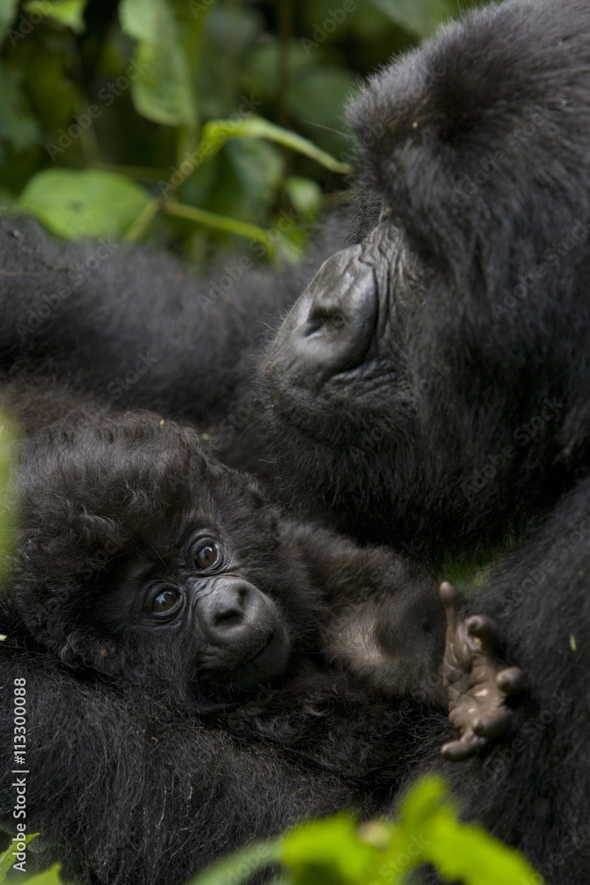 Mountain gorilla (Gorilla gorilla beringei) with her young baby, Rwanda (Congo border) Mountain gorilla (Gorilla gorilla beringei) with her young baby, Rwanda (Congo border)