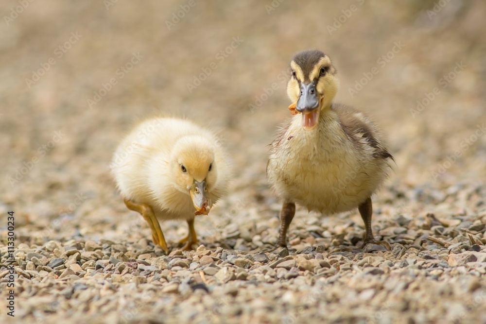 Stockenten-Mischlings-Küken / Mallard hybrid chicks
