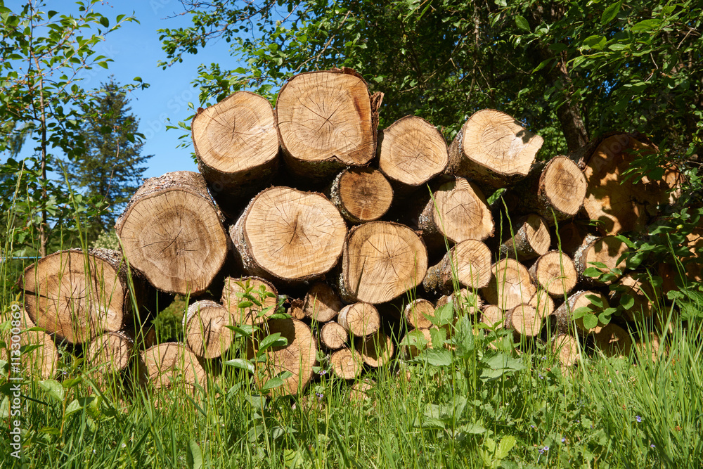 View a pile of cut tree aspen trunks stacked up in a pile. View a pile of cut tree aspen trunks stacked up in a pile.