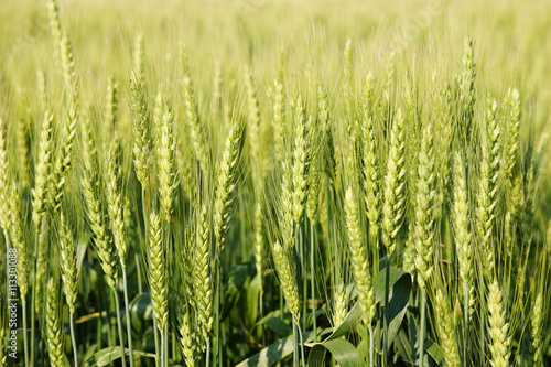 Green rye on field photo