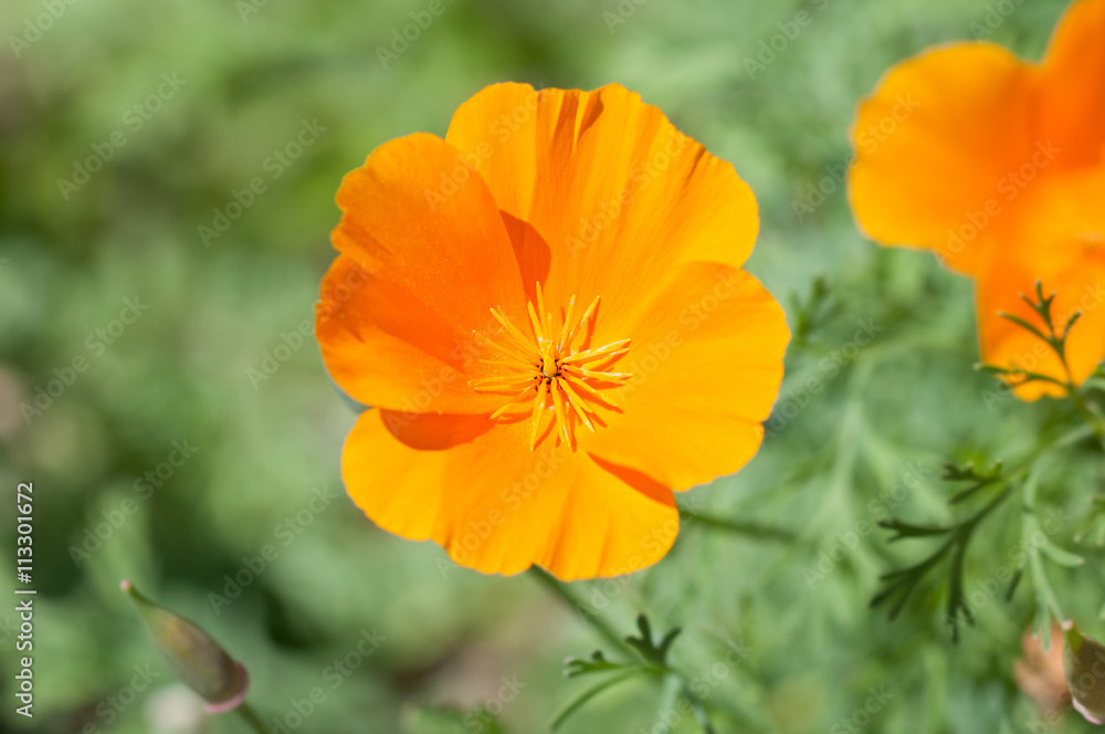 Goldmohn Goldmohn