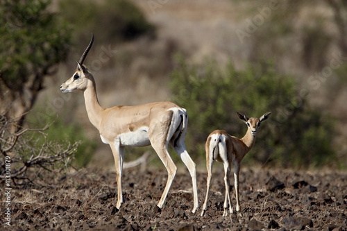 Grant's gazelle (Gazella granti) female and calf, Samburu National Reserve, Kenya photo