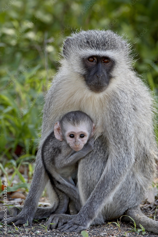 Vervet monkey (Chlorocebus aethiops) mother and infant, Kruger National Park Vervet monkey (Chlorocebus aethiops) mother and infant, Kruger National Park
