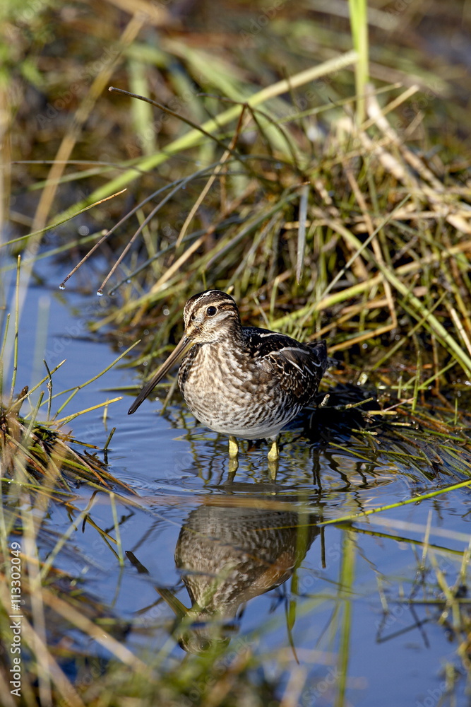 Common snipe (Gallinago gallinago), Arapaho National Wildlife Refuge, Colorado Common snipe (Gallinago gallinago), Arapaho National Wildlife Refuge, Colorado