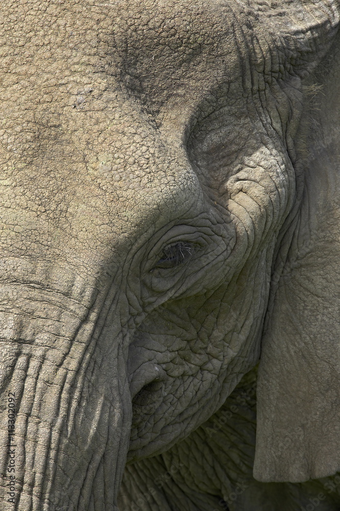 Close-up of face of an African elephant (Loxodonta africana), Serengeti National Park, Tanzania Close-up of face of an African elephant (Loxodonta africana), Serengeti National Park, Tanzania