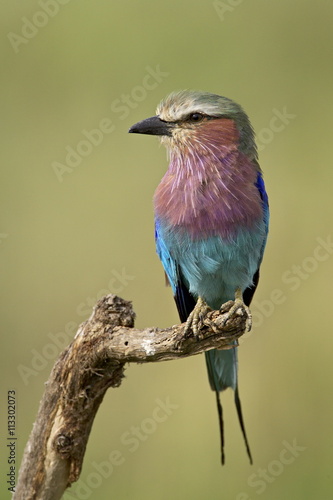 Lilac-breasted roller (Coracias caudata), Serengeti National Park, Tanzania photo