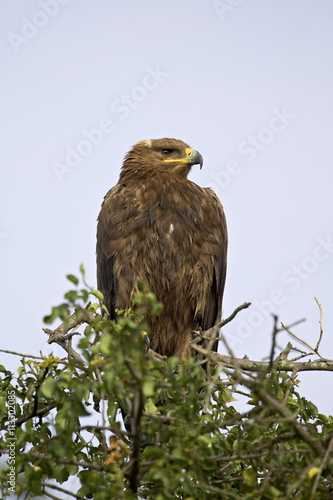 Wallpaper Mural Steppe eagle (Aquila nipalensis), Serengeti National Park, Tanzania Torontodigital.ca
