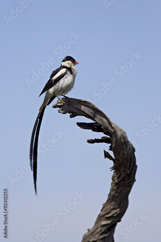 Male pin-tailed whydah (Vidua macroura), Pilanesberg National Park photo