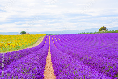 Lavender fields near Valensole in Provence, France on sunset