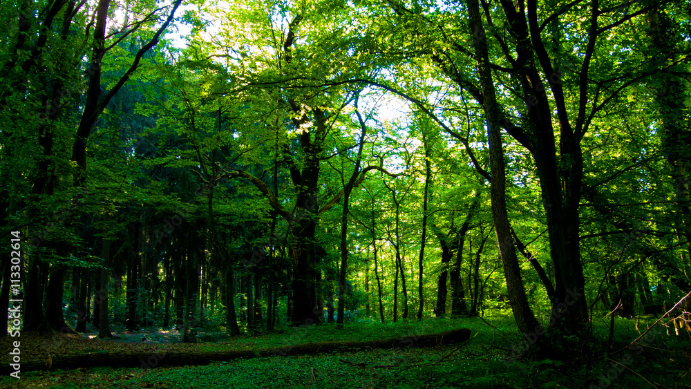 Fototapeta premium Wald