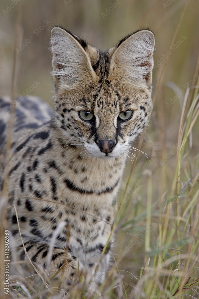 Serval (Felis serval), Masai Mara National Reserve, Kenya Serval (Felis serval), Masai Mara National Reserve, Kenya