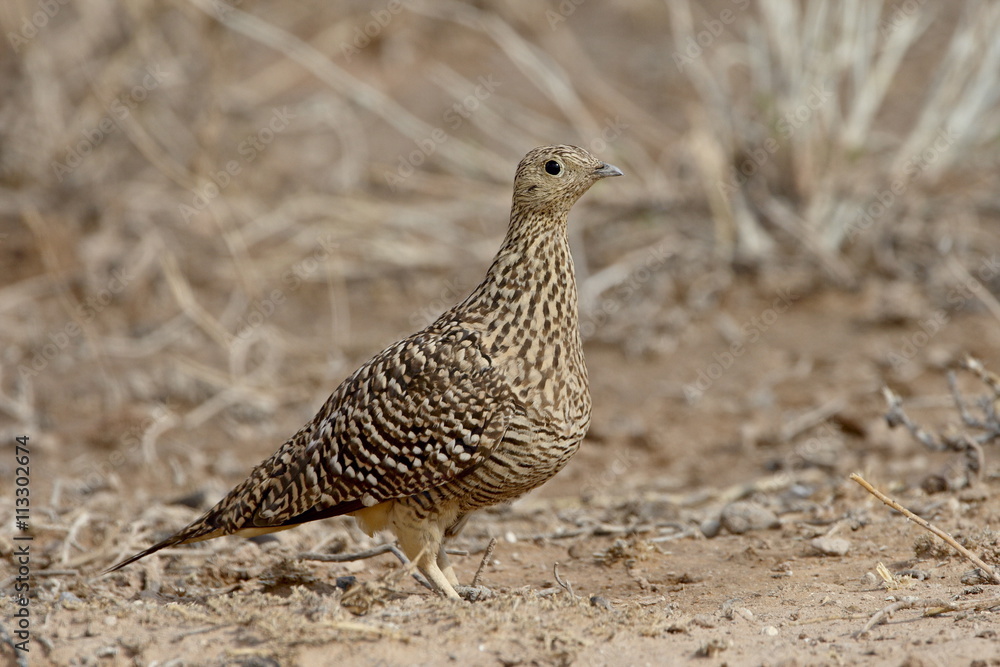 Female Namaqua sandgrouse (Pterocles namaqua), Kgalagadi Transfrontier Park, former Kalahari Gemsbok National Park Female Namaqua sandgrouse (Pterocles namaqua), Kgalagadi Transfrontier Park, former Kalahari Gemsbok National Park